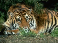 http___img.wallpapers-zone.com_wallpapers_animaux_tigres_tigres_002