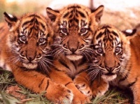 http___img.wallpapers-zone.com_wallpapers_animaux_tigres_tigres_004