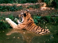 http___img.wallpapers-zone.com_wallpapers_animaux_tigres_tigres_120