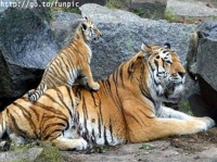 http___img.wallpapers-zone.com_wallpapers_animaux_tigres_tigres_137