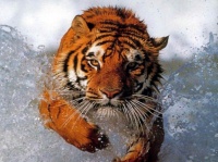 tigres_160