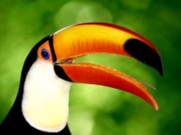 http___img.wallpapers-zone.com_wallpapers_animaux_toucans_toucans_003