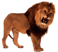 lion5gf