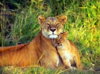 lioness-and-lion-cub