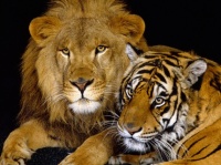 lion-tigre-7-lions-animaux