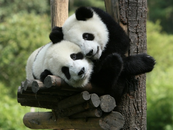 panda duo