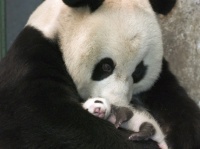 panda mum & fils