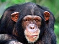 sacha le chimpanzé