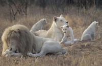 white-lions