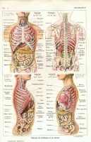 anatomie-thorax-abdomen-planches