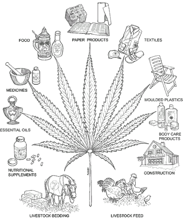 368_aaaaaa-cannabis-miracle-plant