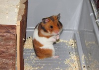 Lucky hamster (1an)
