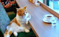 chat-cafe
