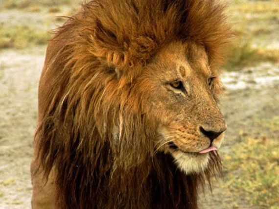 Lion01