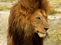 Lion01