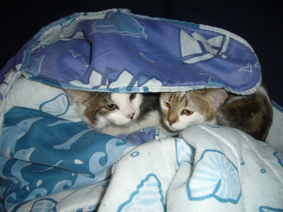 Un Chat Qui Ne Sort Pas Est Il Malheureux laisser sortir son chat ou pas? - Chats - FORUM Animaux - Doctissimo