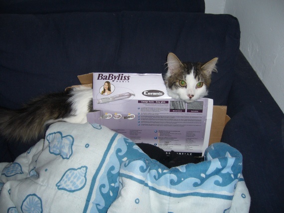 Un Chat Qui Ne Sort Pas Est Il Malheureux laisser sortir son chat ou pas? - Chats - FORUM Animaux - Doctissimo