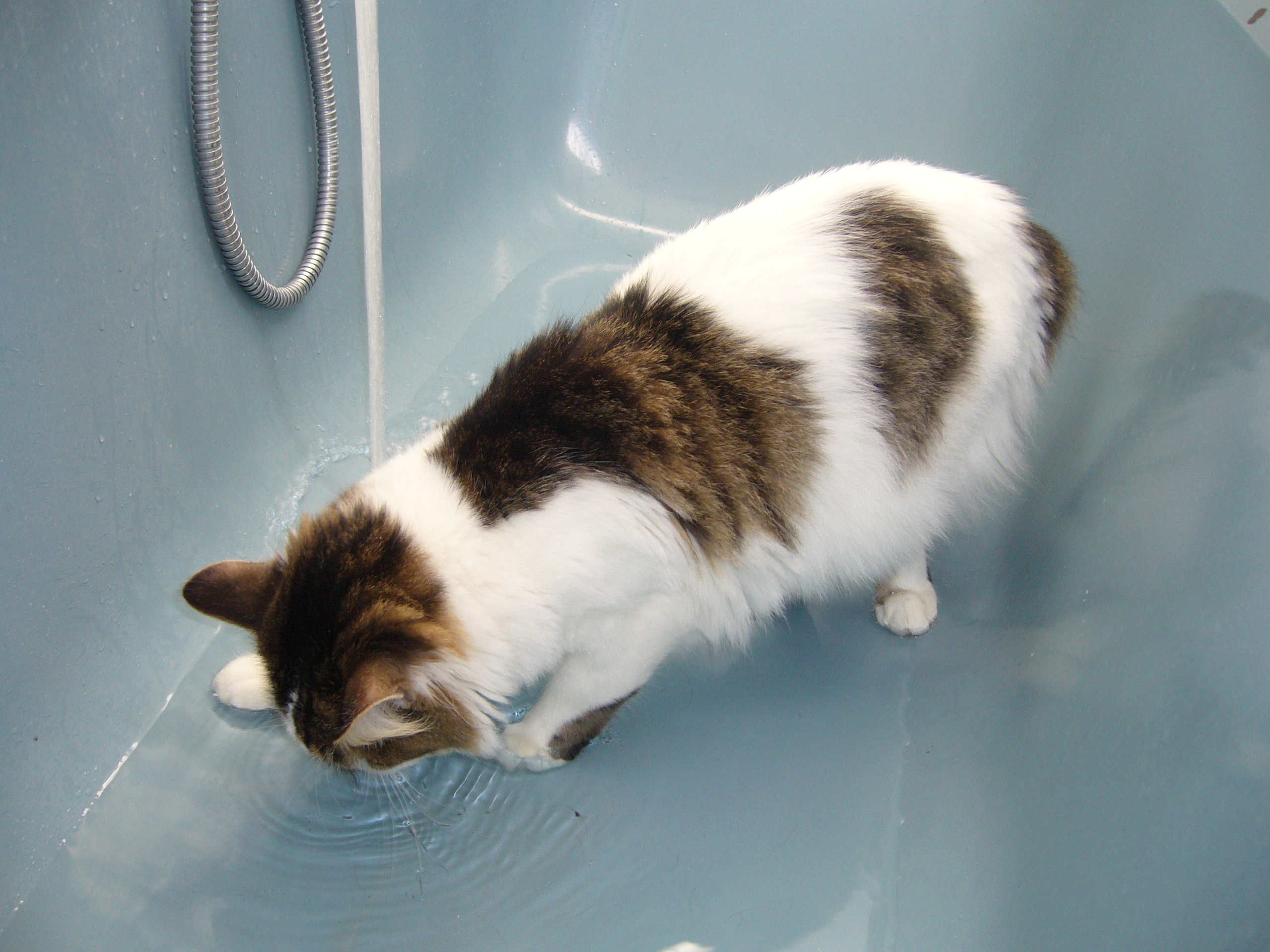 Chaton Qui Gratte Autour De Sa Gamelle Chats Forum Animaux Chaton Qui Gratte Autour De Sa Gamelle Chats Forum Animaux