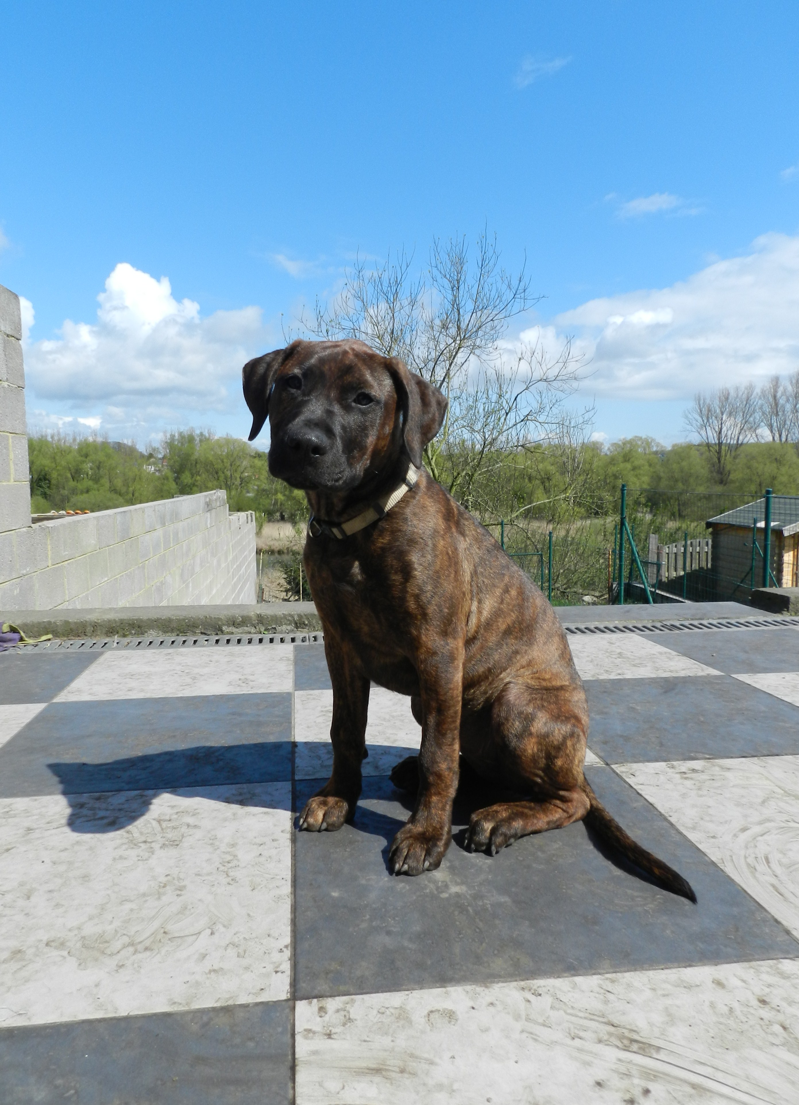 Boxer Croise Avec Chiens Forum Animaux Doctissimo