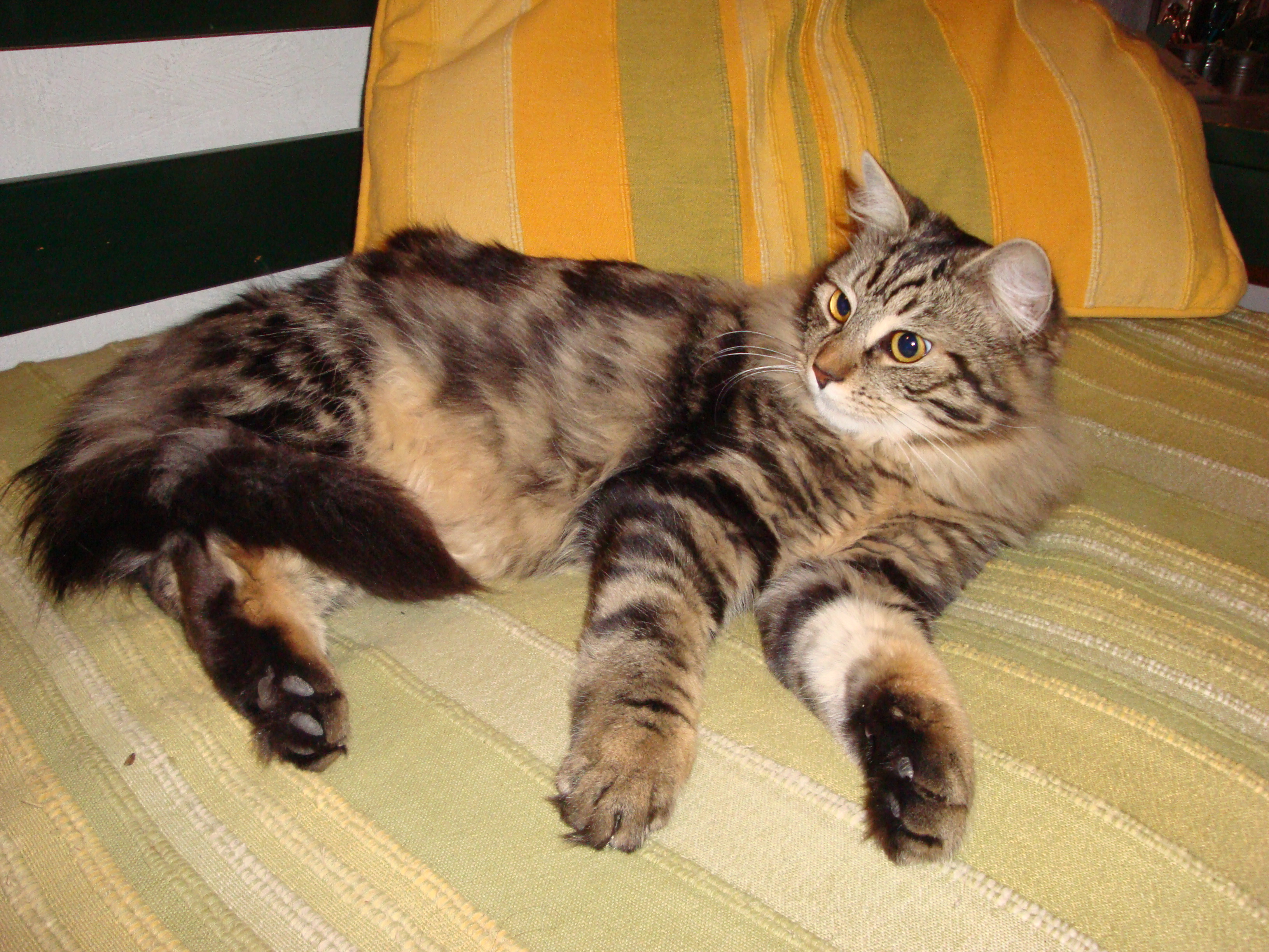 Cmh Et Oedeme Pulmonaire Chats Forum Animaux Doctissimo Cmh Et Oedeme Pulmonaire Chats Forum Animaux Doctissimo