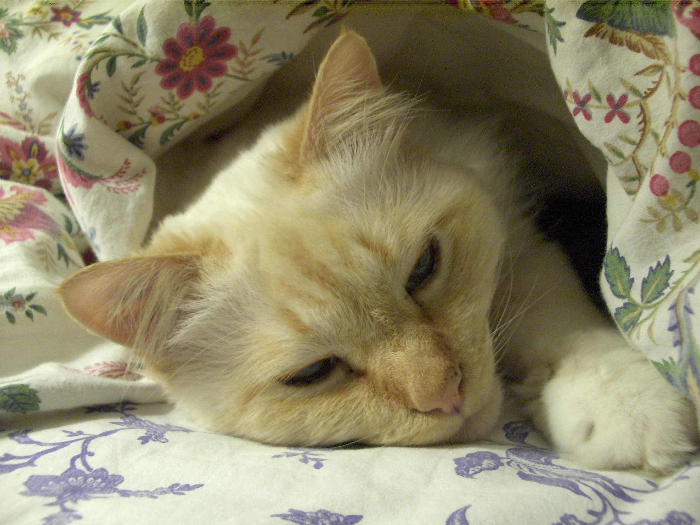 Mon Chat Dort Avec Moi Mais Sous Le Duvet Chats Forum Animaux Doctissimo Mon Chat Dort Avec Moi Mais Sous Le Duvet Chats Forum Animaux Doctissimo