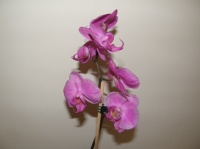 Mon orchidée