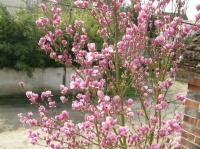 Mon magnolia en fleurs