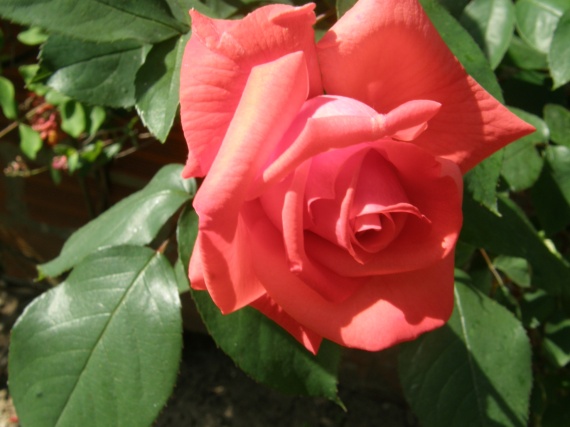 première rose du jardin