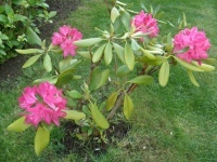 Rhododendron en fleurs