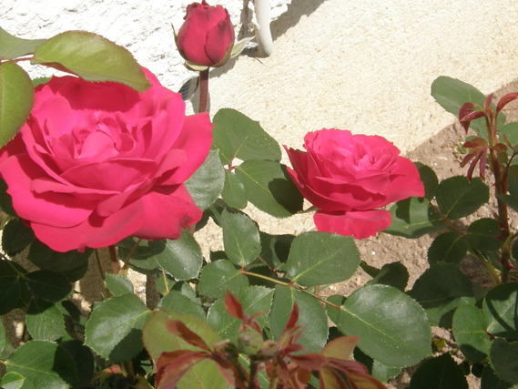 rose rouge du Loiret