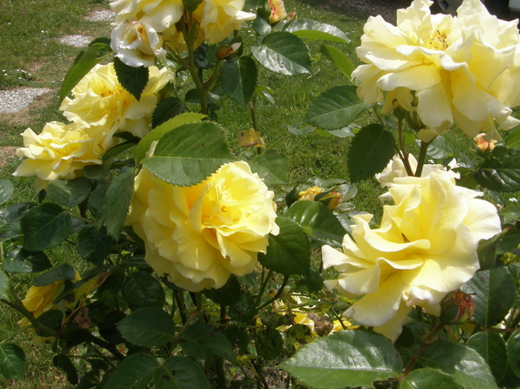 roses jaunes de mon jardin