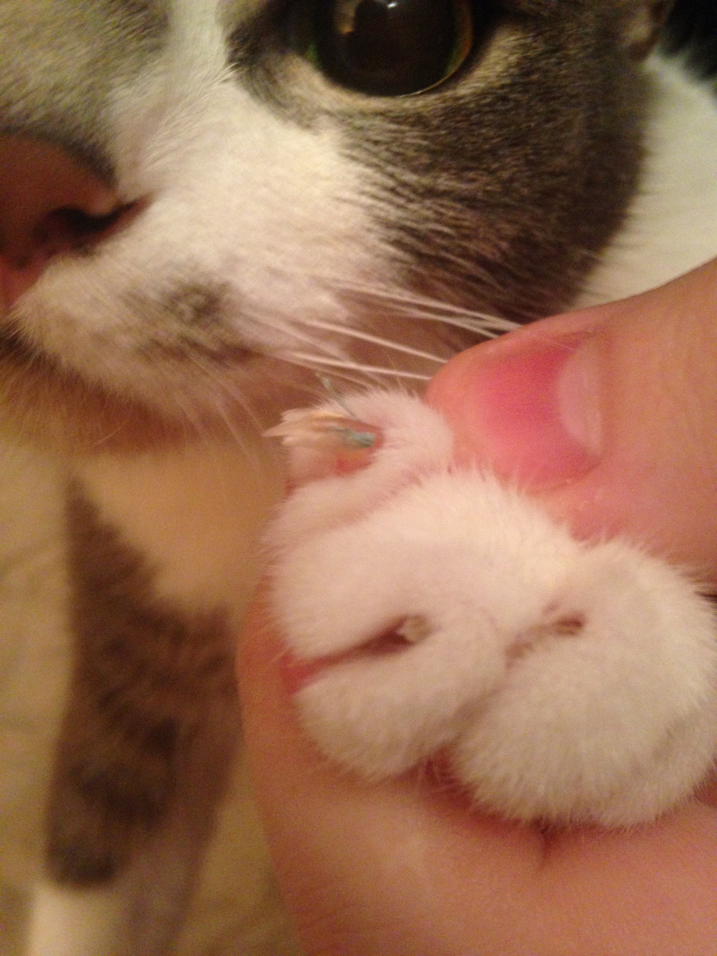 Griffe Bizarre La Sante De Votre Chat Chats Forum Animaux Doctissimo Griffe Bizarre La Sante De Votre Chat Chats Forum Animaux Doctissimo