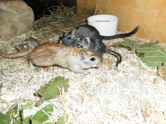 Quelle rongeur pour faire un petit élevage