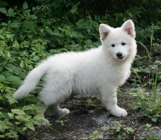 Economie Pour Notre Futur Berger Blanc Suisse Chiens Forum Animaux Doctissimo