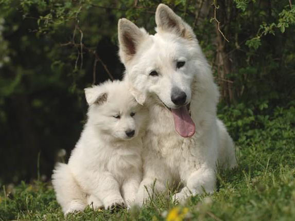 Economie Pour Notre Futur Berger Blanc Suisse Chiens