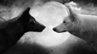 wolf-and-dog-hd-wallpaper