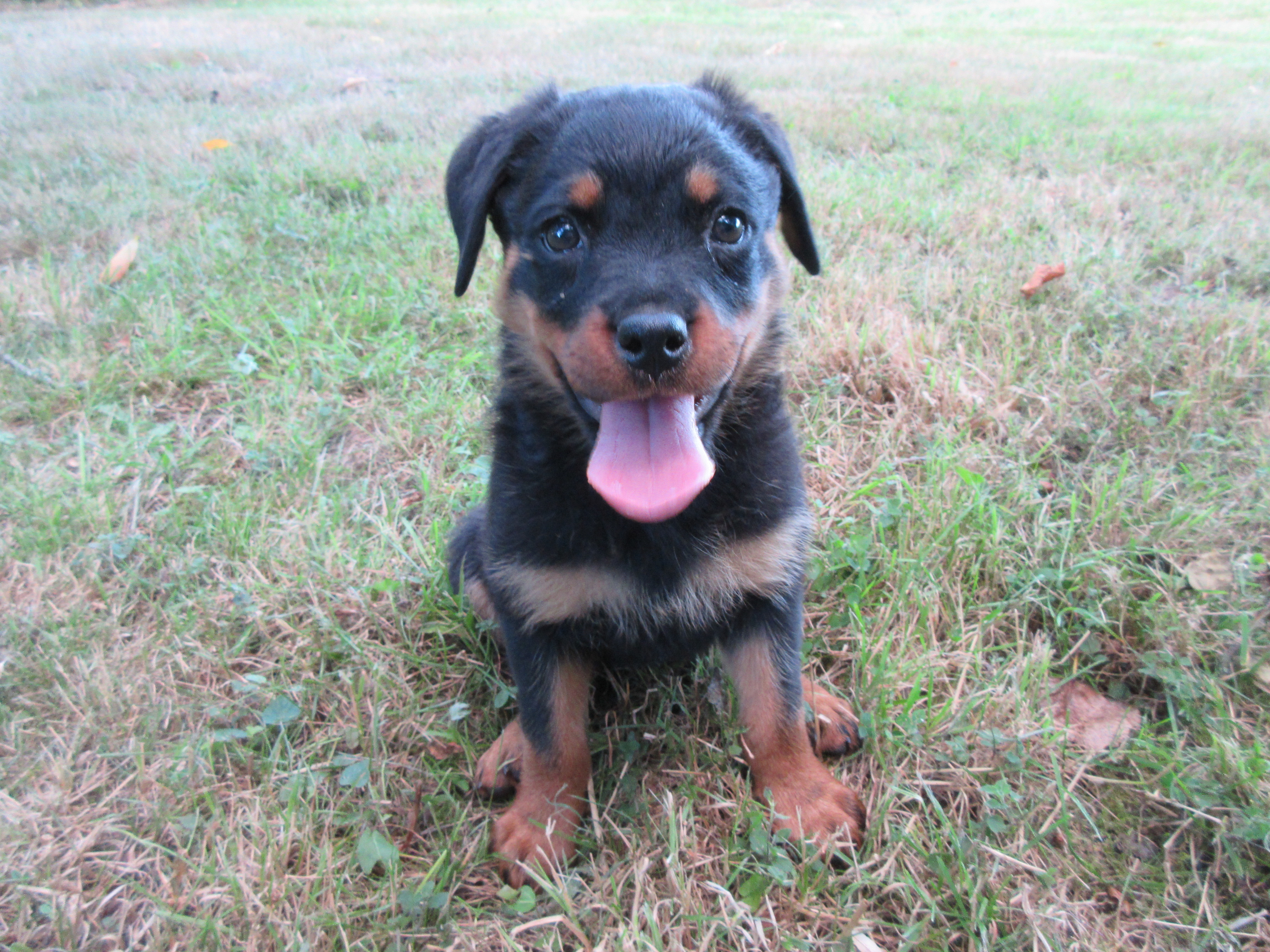 Poid Chiot Rottweiler La Sante De Votre Chien Chiens Forum Animaux Doctissimo