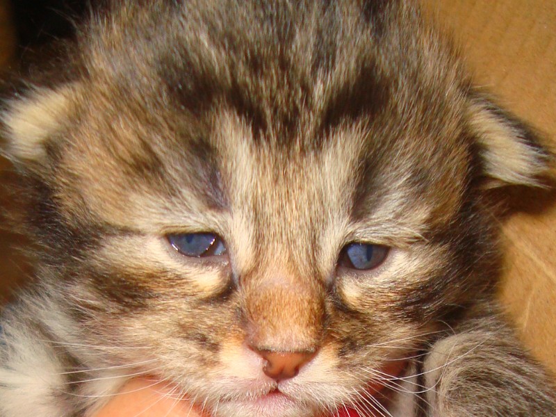 Chatons Yeux Colles Page 2 Chats Forum Animaux Doctissimo