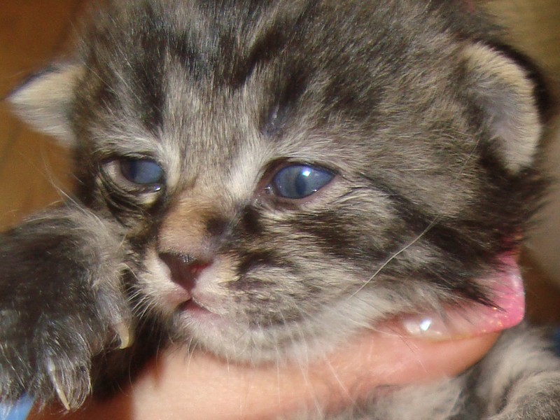 Chatons Yeux Colles Page 2 Chats Forum Animaux Doctissimo