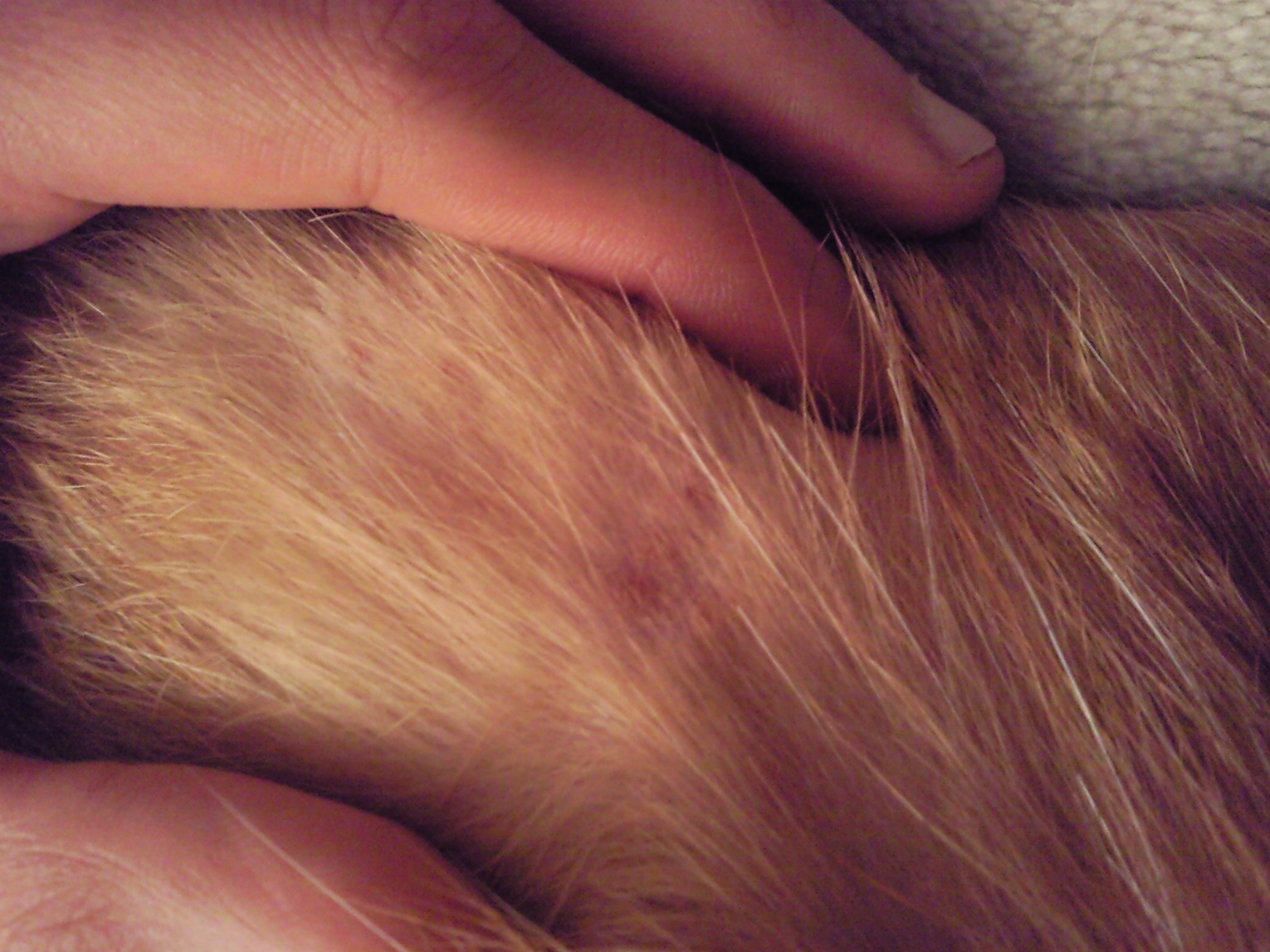 Chat Perte De Poil Et Tache Rouge Au Niveau Du Dos Chats Forum Animaux Doctissimo Chat Perte De Poil Et Tache Rouge Au Niveau Du Dos Chats Forum Animaux Doctissimo
