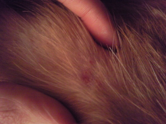 Chat Perte De Poil Et Tache Rouge Au Niveau Du Dos Chat Perte De Poil Et Tache Rouge Au Niveau Du Dos