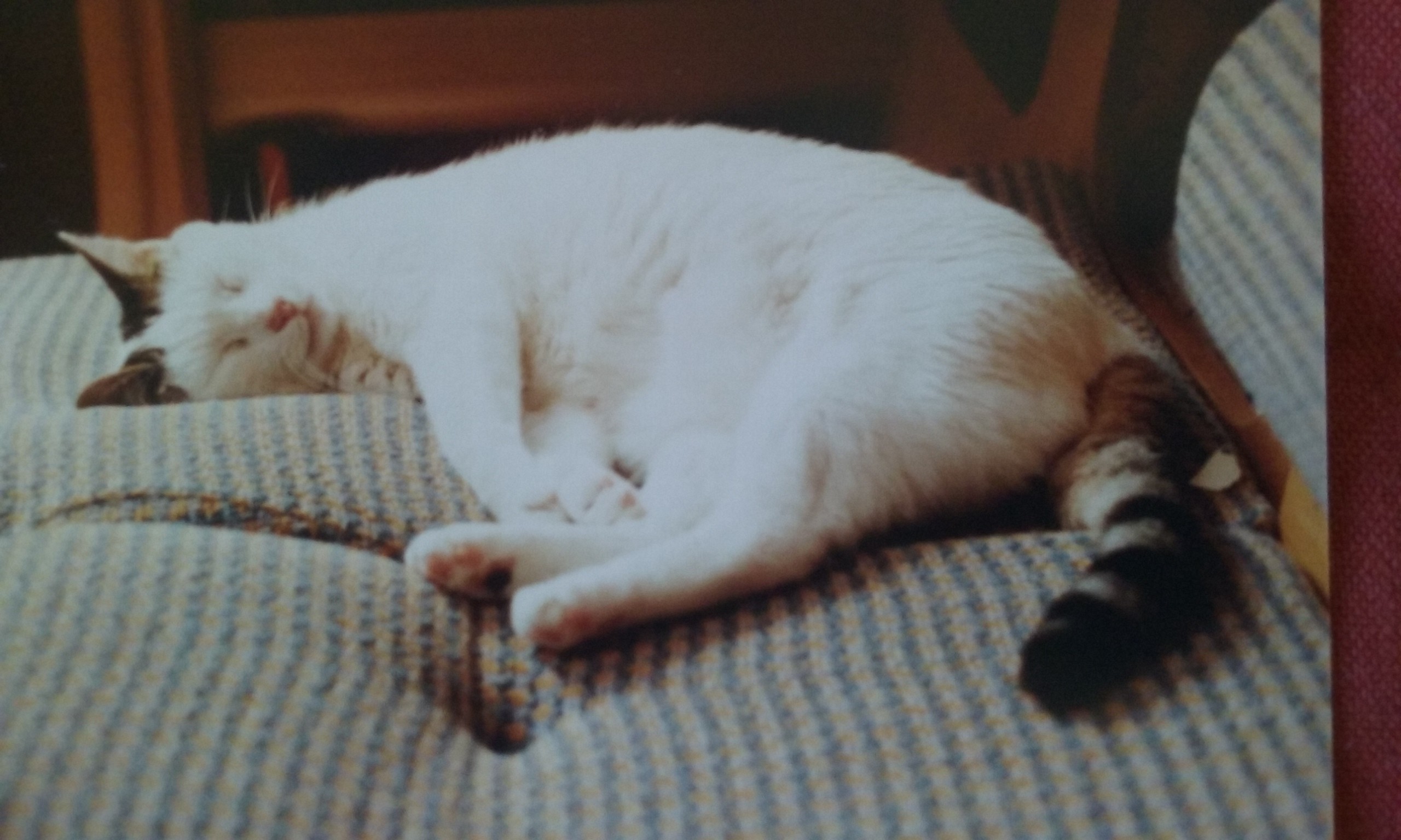 Chat Blanc Oreilles Abimees Cancer Page 2 La Sante De Votre Chat Chats Forum Animaux Doctissimo Chat Blanc Oreilles Abimees Cancer Page 2 La Sante De Votre Chat Chats Forum Animaux Doctissimo