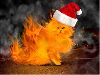 chatte en feu