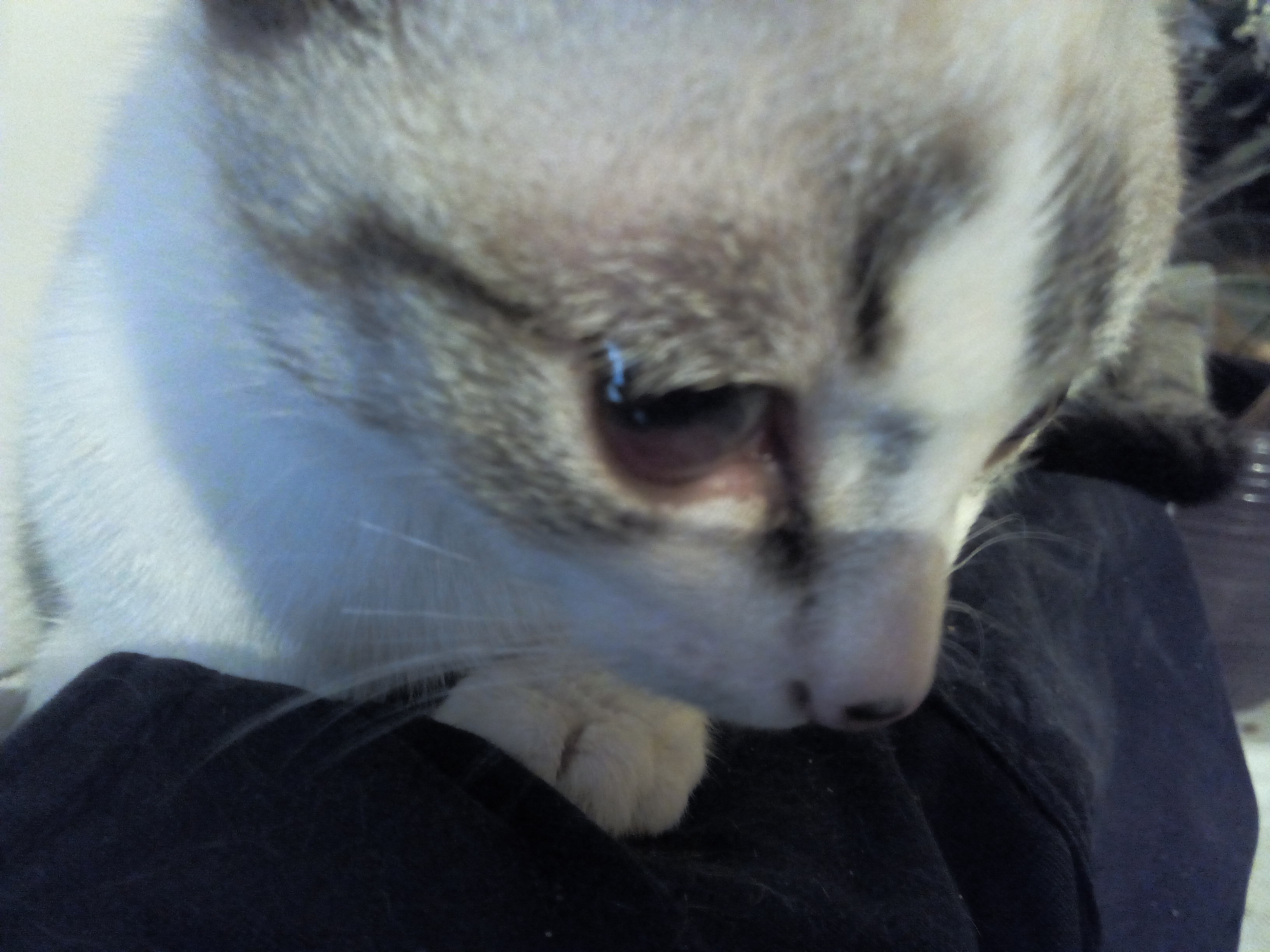 Tache Brune Dans L Oeil De Mon Chat Chats Forum Animaux Doctissimo Tache Brune Dans L Oeil De Mon Chat Chats Forum Animaux Doctissimo