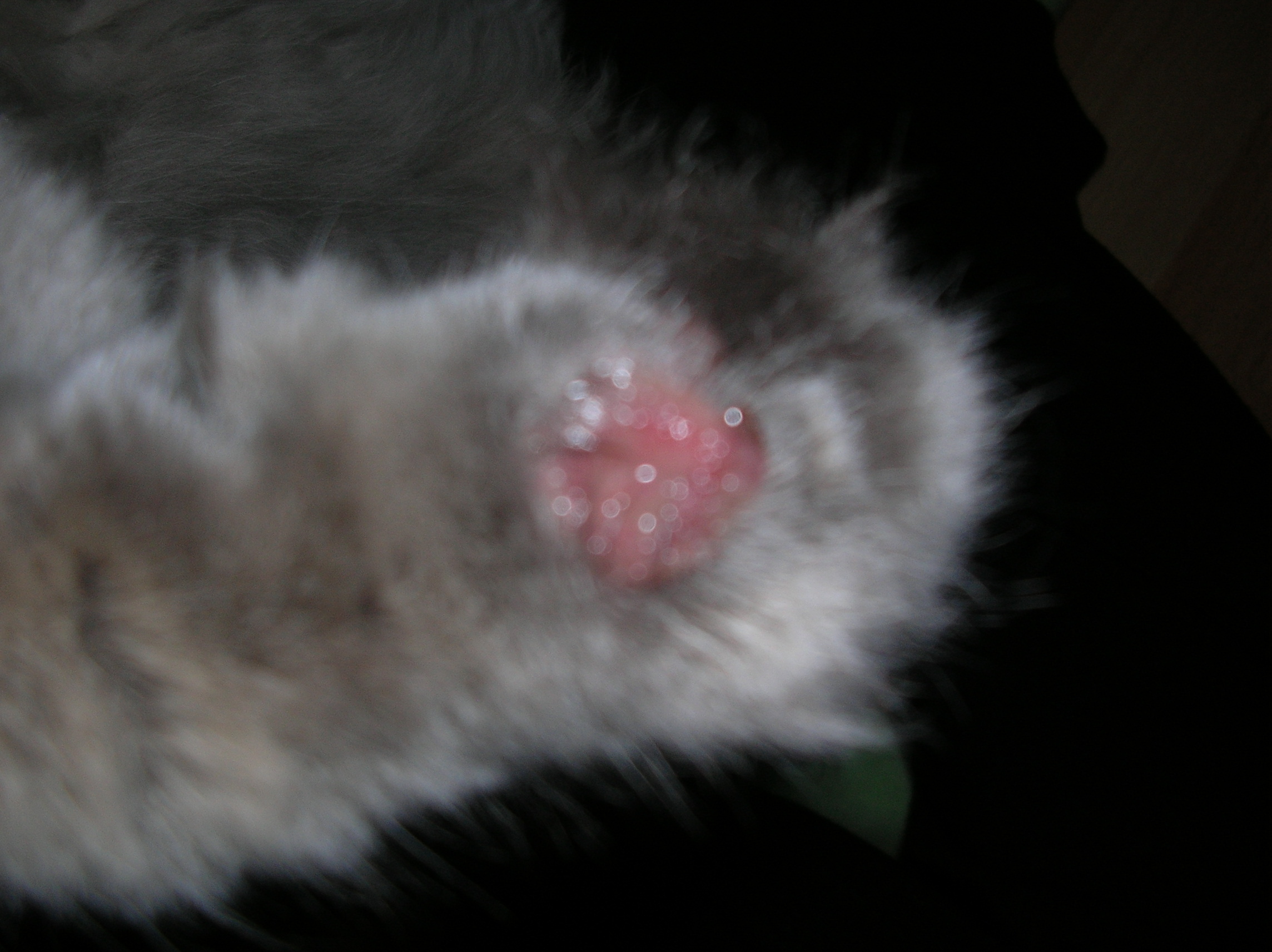 Chat Blesse Chats Forum Animaux Doctissimo Chat Blesse Chats Forum Animaux Doctissimo