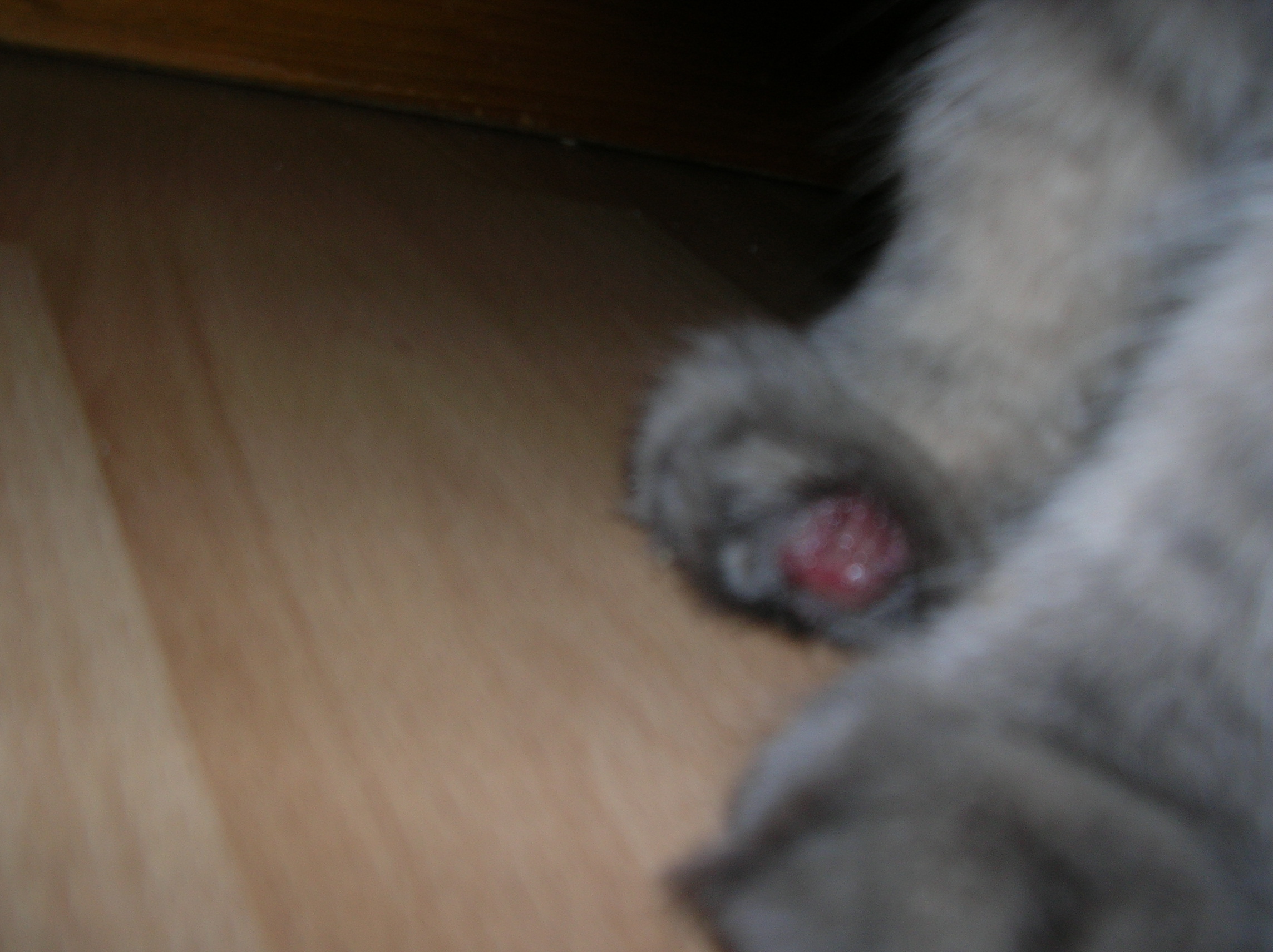 Chat Blesse Chats Forum Animaux Doctissimo Chat Blesse Chats Forum Animaux Doctissimo