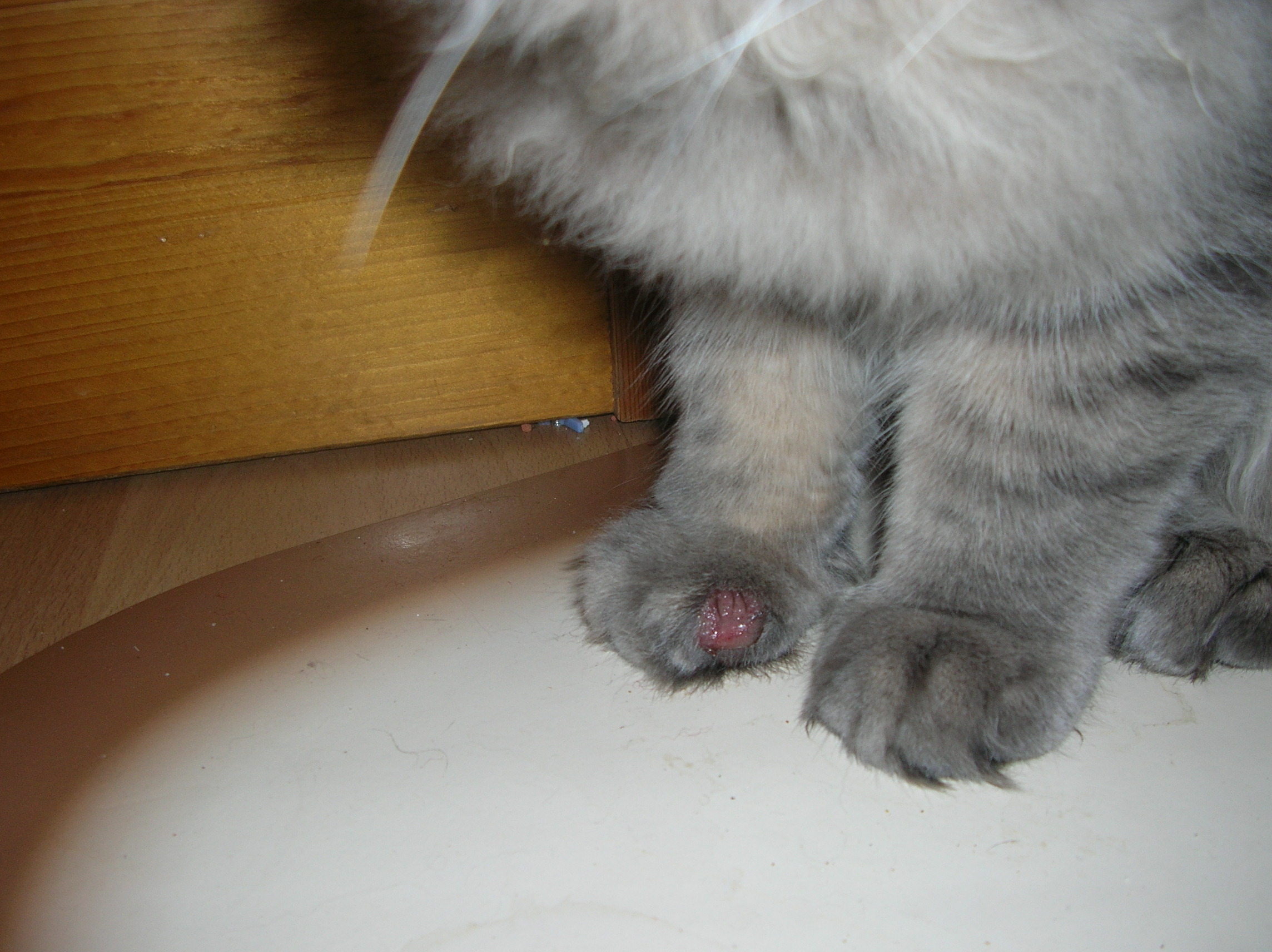 Chat Blesse Chats Forum Animaux Doctissimo Chat Blesse Chats Forum Animaux Doctissimo