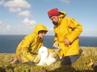 Pose d’un GPS protection des albatros