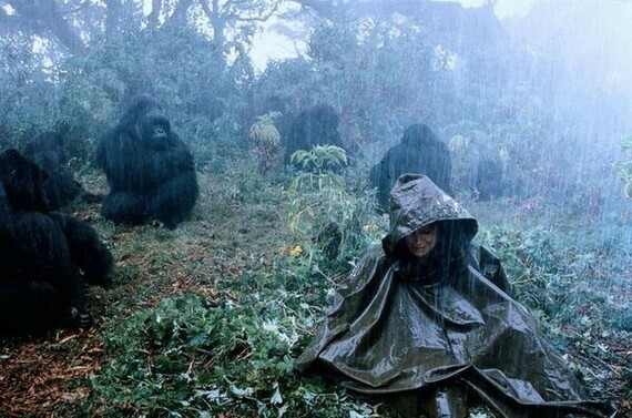 Sigourney Weaver in "Gorilles dans la brume" de Michael Apted (1988)