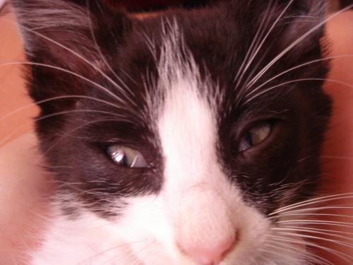 3eme Paupiere Sur L Oeil Question Vers Chats Forum Animaux Doctissimo 3eme Paupiere Sur L Oeil Question Vers Chats Forum Animaux Doctissimo